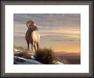"Waiting for Spring" - Framed Big Horn Sheep Art Print
