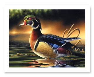 wood duck wildlife painting art print