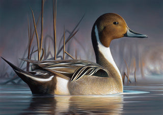 northern pintail by chuck black - federal duck stamp