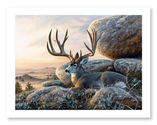 mule deer buck wildlife painting art print
