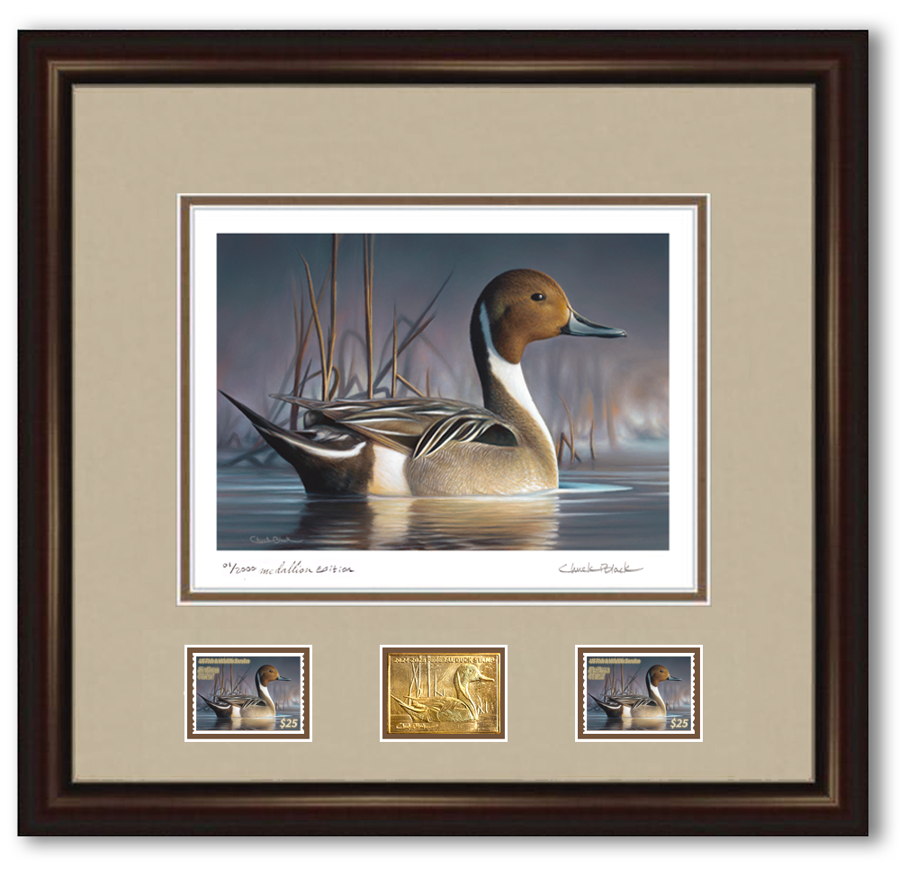 Federal Duck Stamp Art Print - Medallion Edition – Chuck Black Art