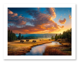 yellowstone bison wildlife art print