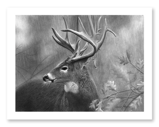 whitetail buck wildlife art print