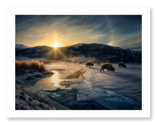 wildlife art bison landscape painting