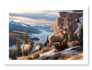 western art, bighorn sheep print