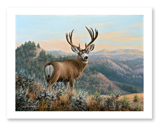 mule deer buck wildlife art print